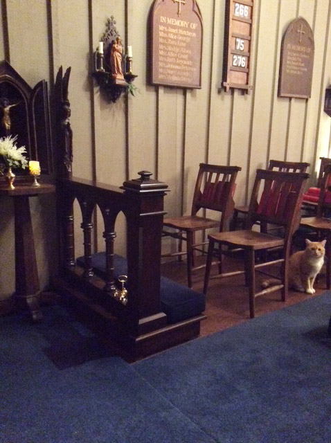 Chapel seating and a cat